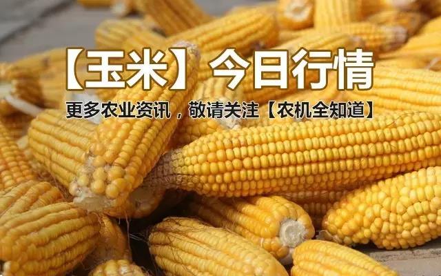 内蒙古玉米最新价格行情分析